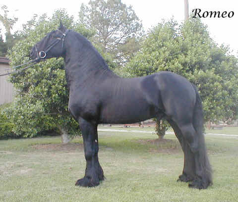 Friesian Horse Stallion. friesian horse sales verdi
