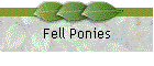 Fell Ponies