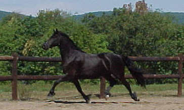 JOSIE AT 1999 JUDGING (TROT)2.jpg (14077 bytes)